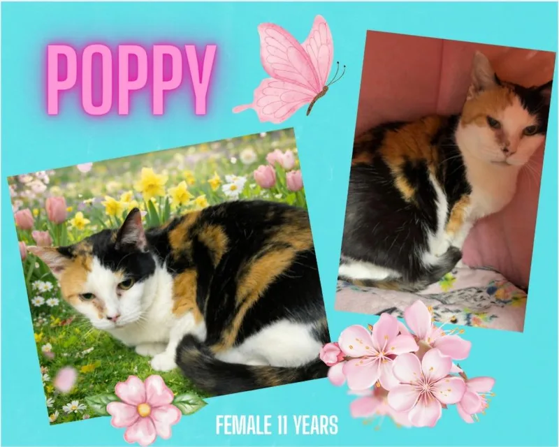 A senior large-sized female Domestic Short Hair cat named Poppy for adoption in Blountville, TN