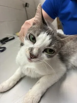 An adult small-sized female Domestic Short Hair cat named Fourteen for adoption in Gainesville, FL