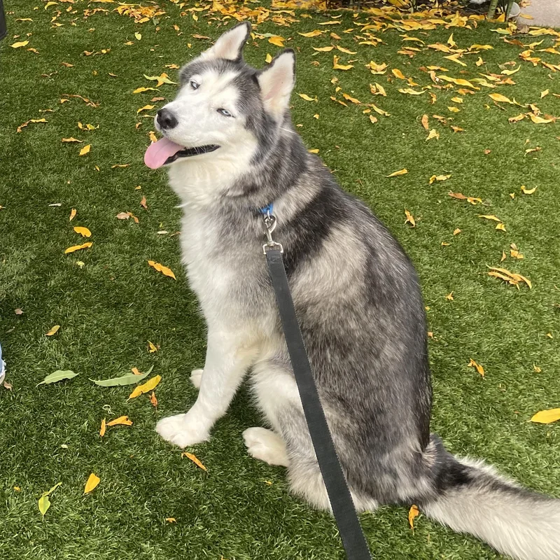 An adult large-sized male Siberian Husky dog named Malachi for adoption in New York, NY