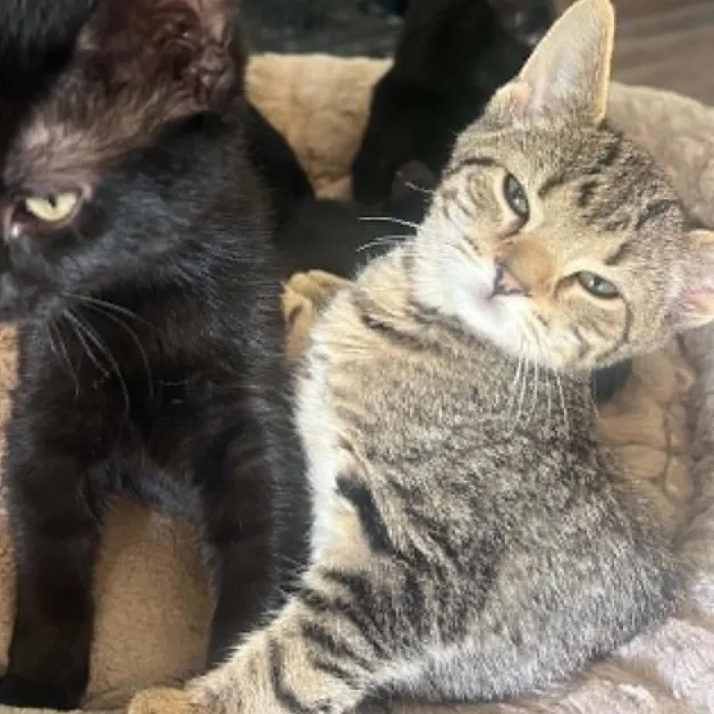 A baby small-sized female Domestic Short Hair cat named Lynne for adoption in Fairfax, VA