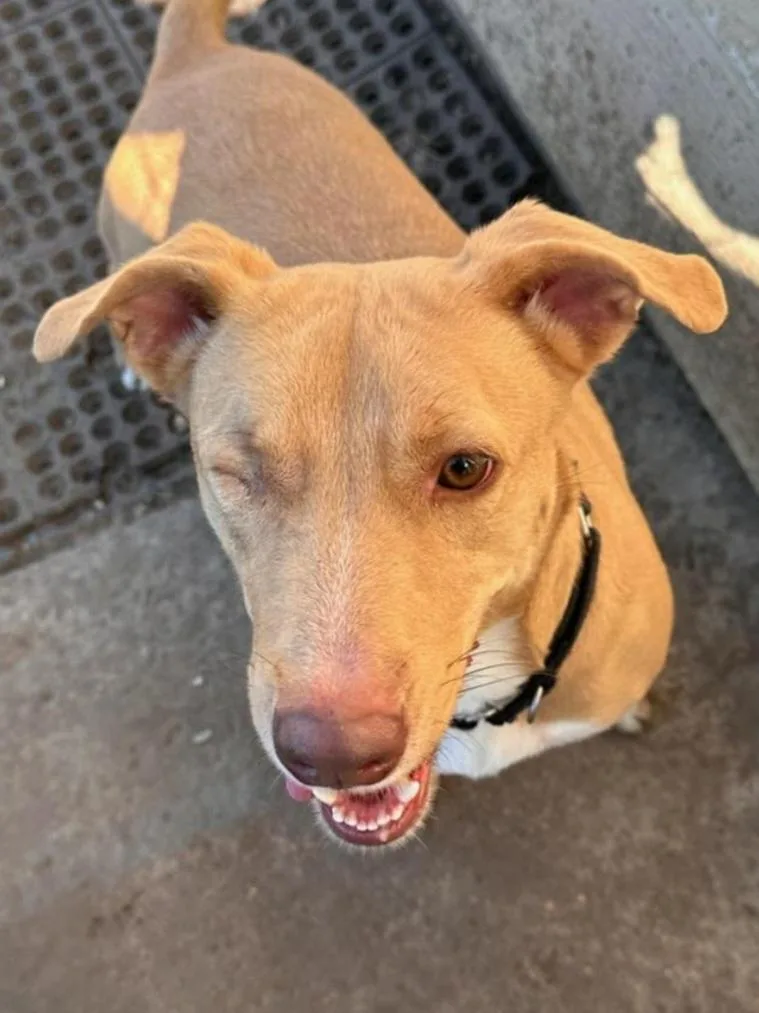 An adult medium-sized female White / Cream Carolina Dog dog named Mara for adoption in Houston, TX