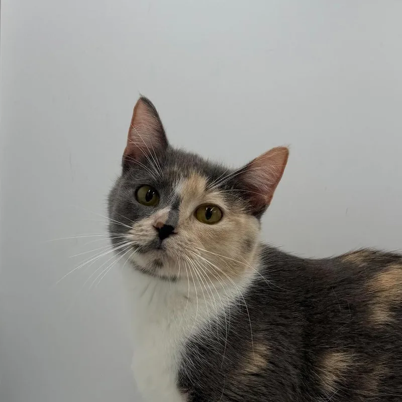A young small-sized female Domestic Short Hair cat named Glizzy for adoption in State College, PA