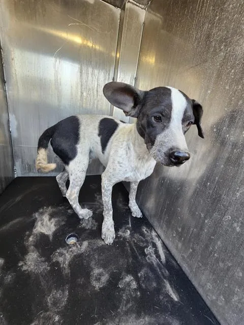 A young medium-sized male Terrier dog named Ziggy for adoption in San Antonio, TX