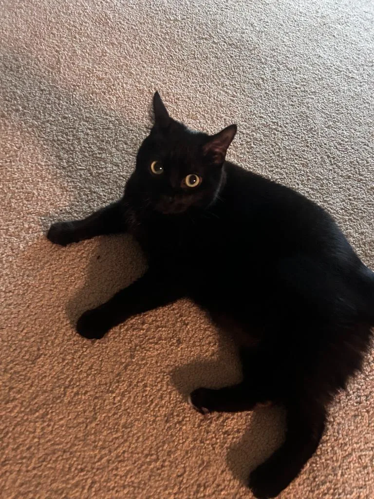 A senior medium-sized male Domestic Short Hair cat named Hermie for adoption in Minneapolis, MN