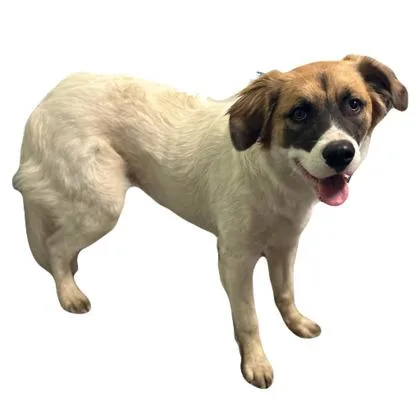 A young large-sized female Anatolian Shepherd dog named Zinnia for adoption in Red Bluff, CA