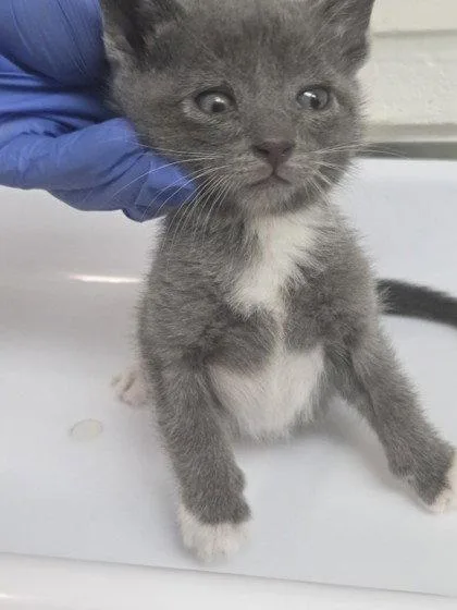 A baby small-sized male Domestic Short Hair cat named Portland for adoption in Oakland, CA