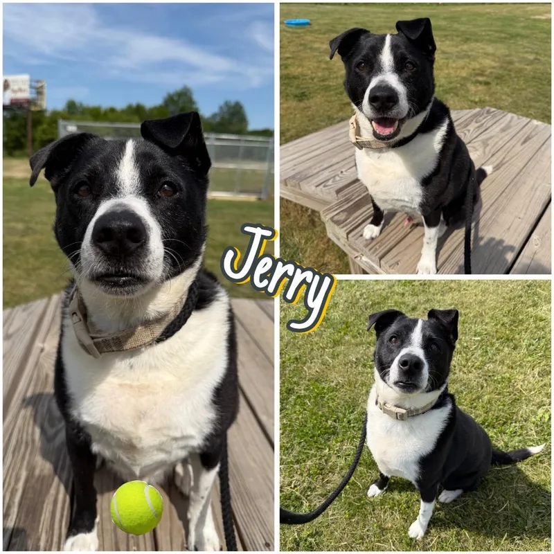 Jerry thumbnail 2
