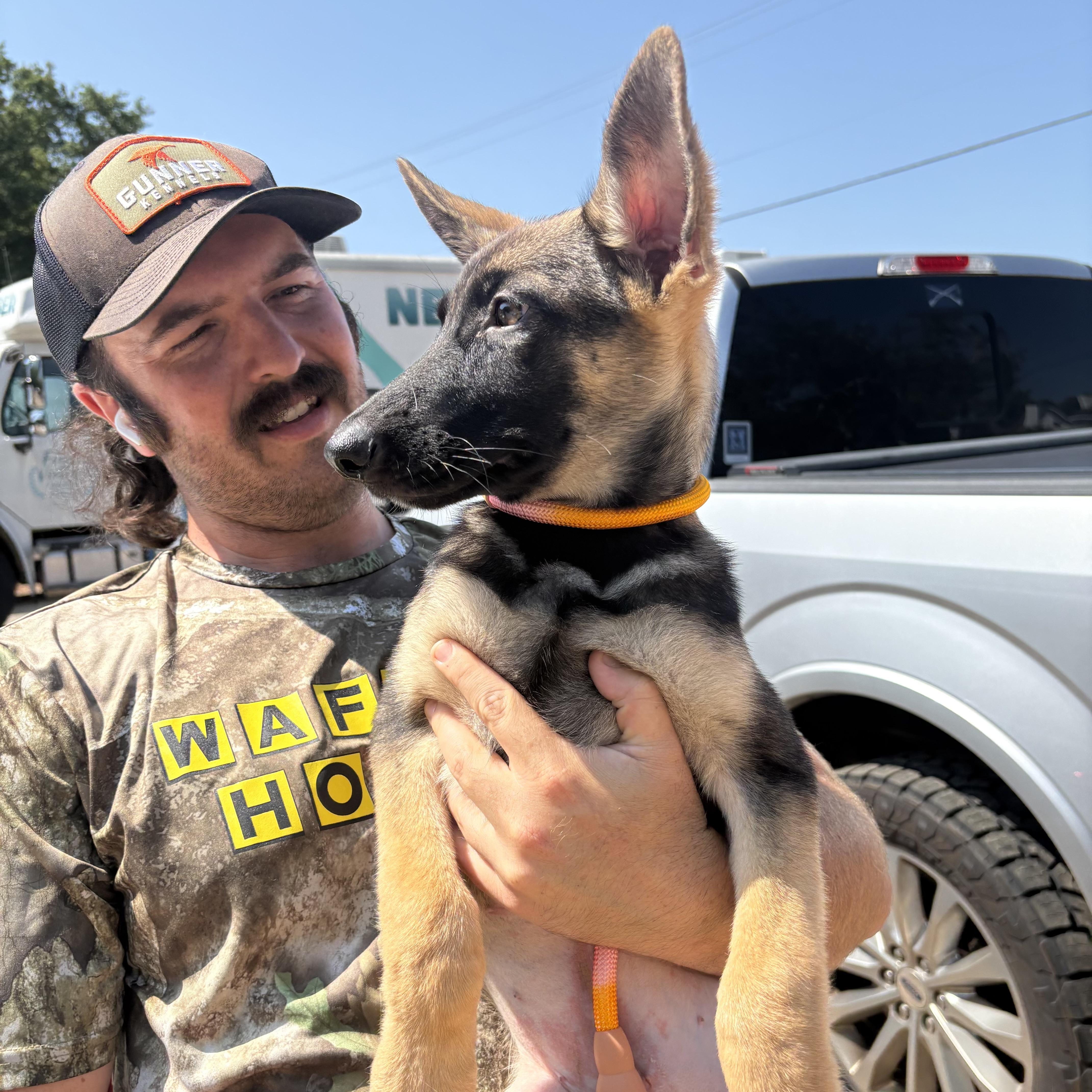 A baby large-sized female Black German Shepherd Dog dog named American Express for adoption in Columbia, SC