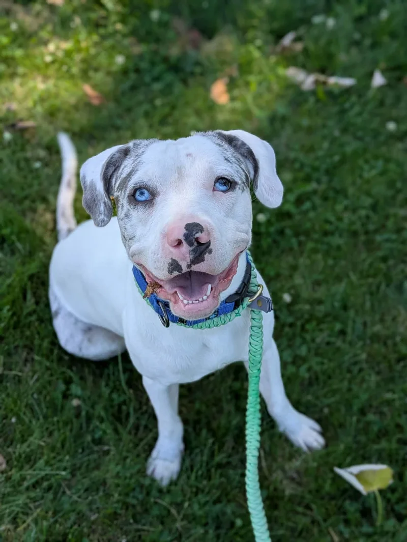 A baby medium-sized male White / Cream Catahoula Leopard Dog dog named Julius for adoption in Cleveland, OH