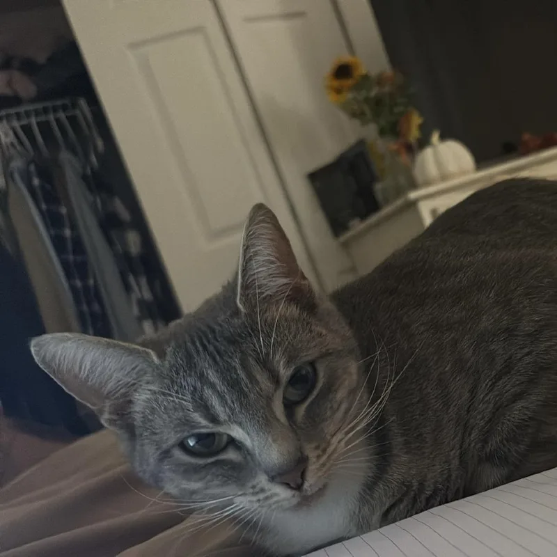 An adult small-sized female Gray / Blue / Silver Domestic Short Hair cat named Vaida for adoption in Roanoke, VA