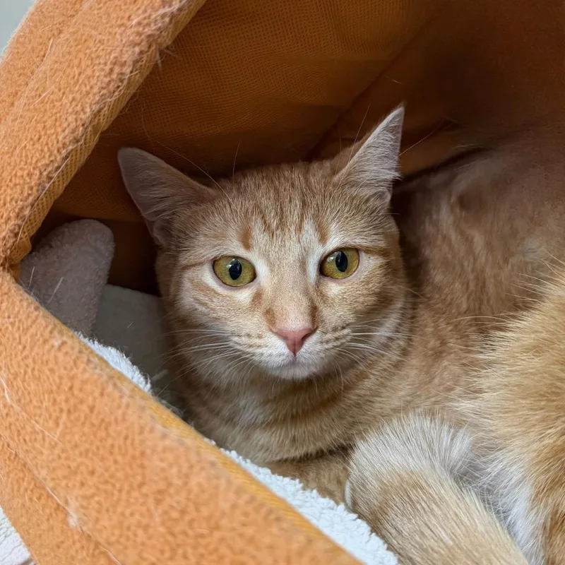 A young small-sized female Domestic Short Hair cat named Sunoco for adoption in State College, PA
