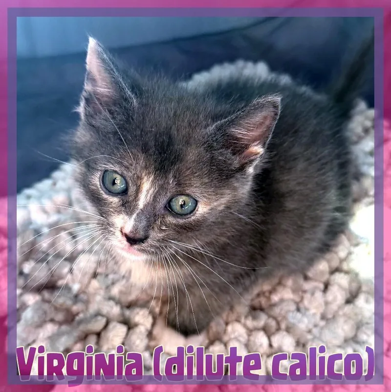 A baby medium-sized female Dilute Calico Domestic Short Hair cat named Virginia for adoption in Great Mills, MD
