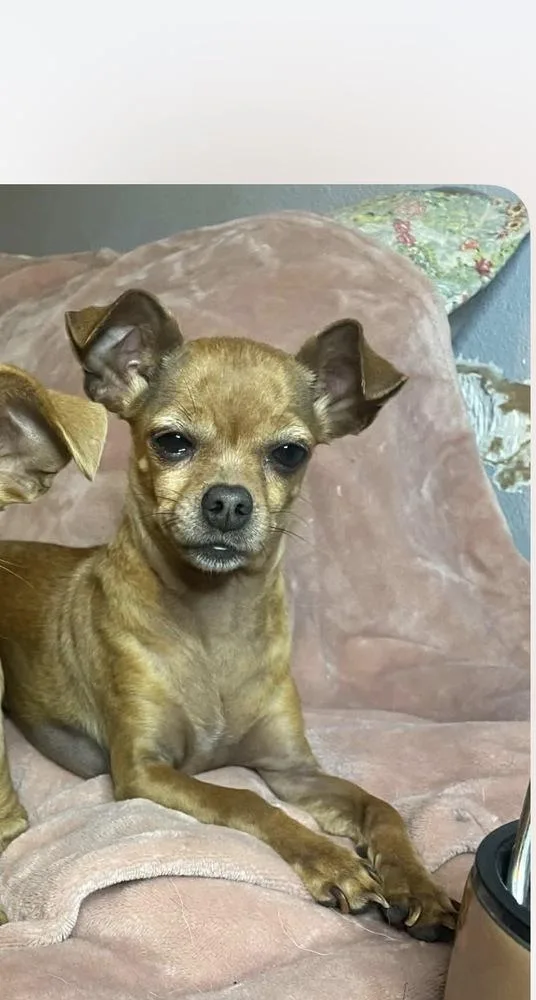 A senior small-sized female Brown / Chocolate Chihuahua dog named Baby for adoption in Silsbee, TX