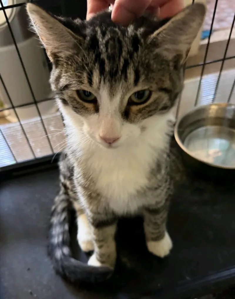 A baby medium-sized male Domestic Medium Hair cat named Spirit for adoption in Reno, NV