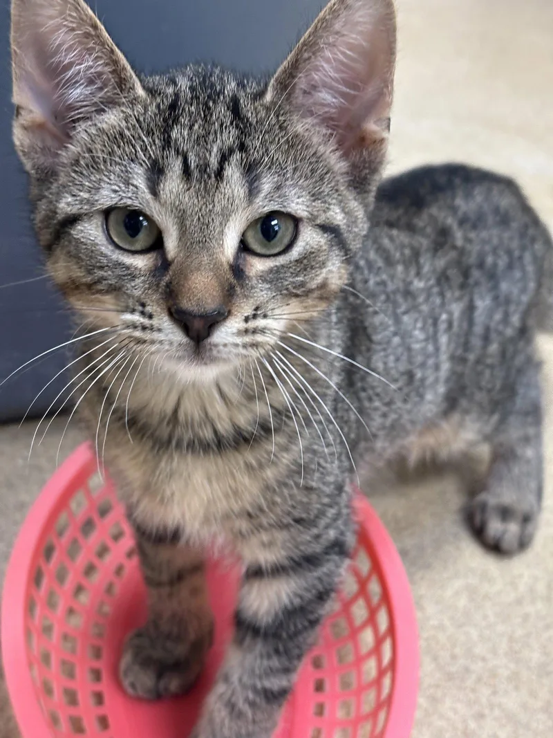 A baby medium-sized male Brown / Chocolate Domestic Short Hair cat named Broc for adoption in Brick, NJ