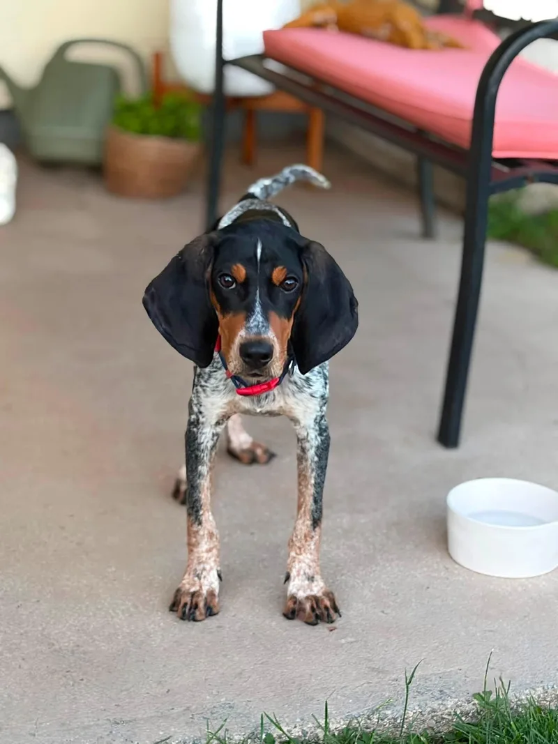 A young large-sized male Bluetick Coonhound dog named Banjo for adoption in East Amherst, NY