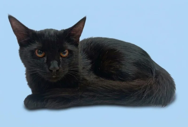 A baby small-sized male Domestic Long Hair cat named Junior for adoption in Chatsworth, CA