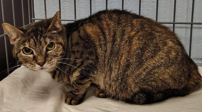 An adult small-sized female Domestic Short Hair cat named Minnie for adoption in Saint Clairsville, OH