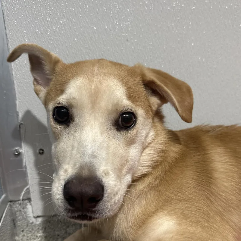 A young medium-sized female Yellow / Tan / Blond / Fawn Labrador Retriever dog named Krystal for adoption in Tampa, FL