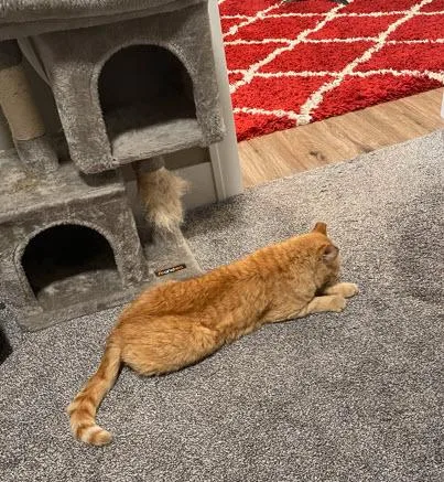 Oscar Ffc thumbnail 5