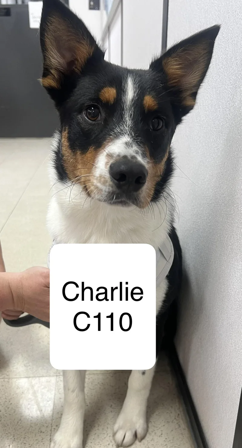 An adult medium-sized male Australian Shepherd dog named Charlie C for adoption in Morganton, NC