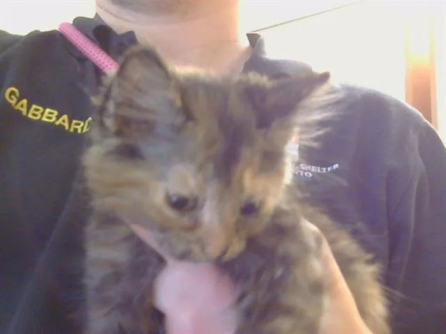 A baby small-sized female Domestic Short Hair cat named Lizzie for adoption in Sacramento, CA