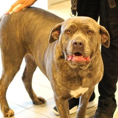 An adult extra large-sized female Brindle Mastiff dog named Sapphire for adoption in Fredericksburg, VA