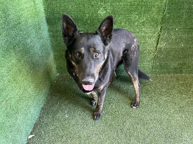 An adult large-sized male German Shepherd Dog dog named Duke for adoption in Lancaster, CA