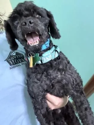 An adult small-sized male Poodle dog named Edgar for adoption in Fort Worth, TX