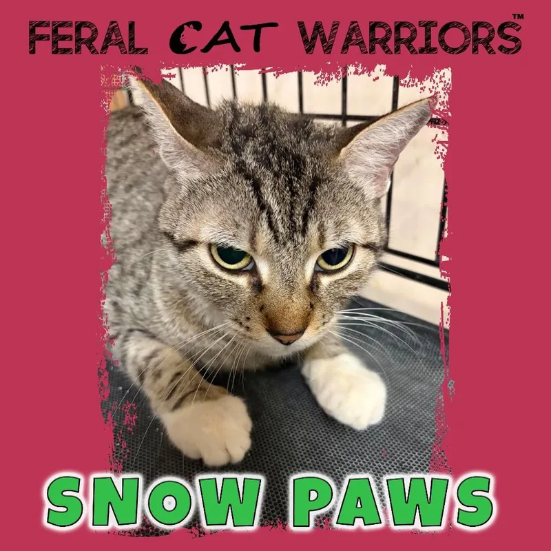 An adult small-sized female Gray / Blue / Silver Domestic Short Hair cat named Snow Paws for adoption in Kingman, AZ
