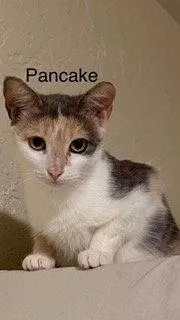 A young medium-sized female Calico cat named Pancake for adoption in Oakland Park, FL