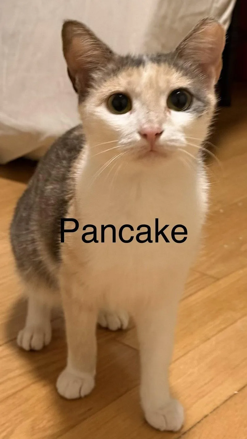 Pancake thumbnail 2