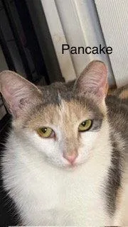 Pancake thumbnail 3