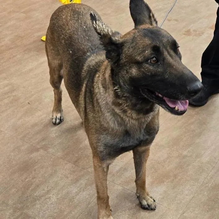 An adult medium-sized female Brown / Chocolate Belgian Shepherd / Malinois dog named WAGSStray for adoption in Westminster, CA