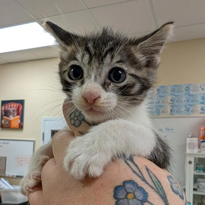 A baby small-sized male White Domestic Short Hair cat named Blue for adoption in Titusville, FL