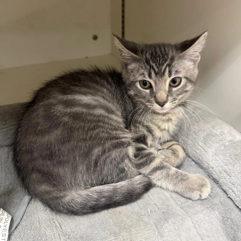 Sadie @PetSmart Walker Rd
