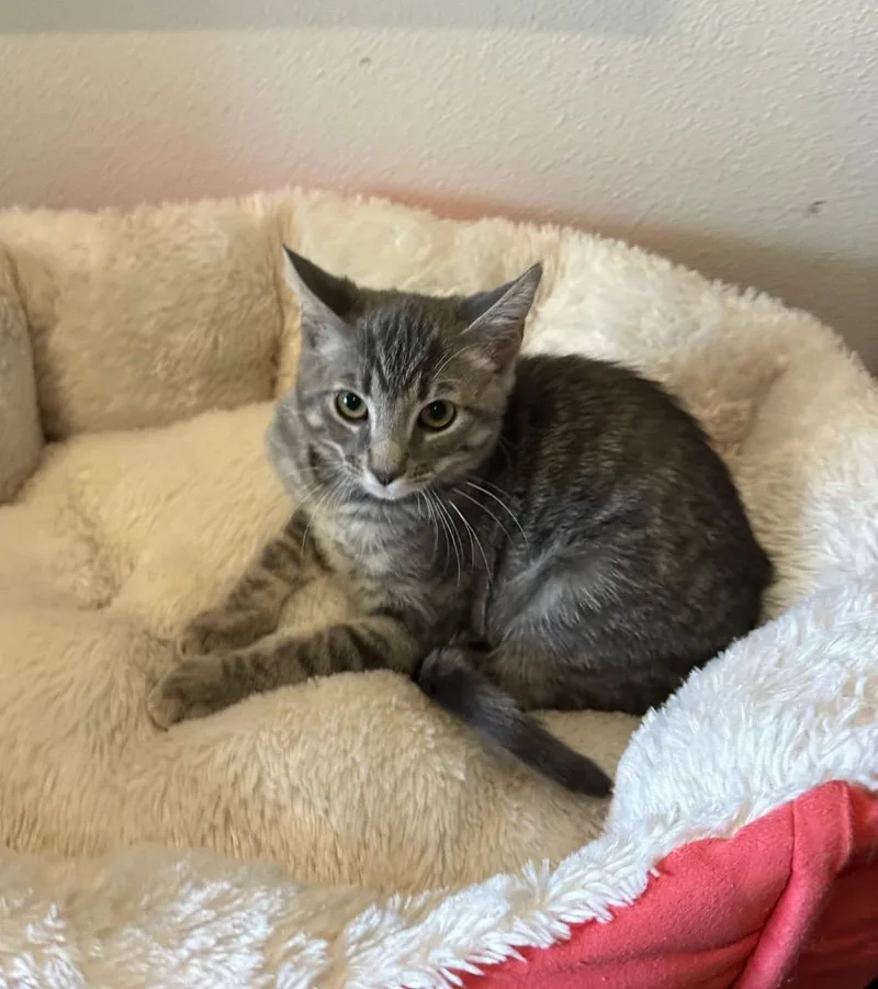 Sadie @PetSmart Walker Rd thumbnail 2