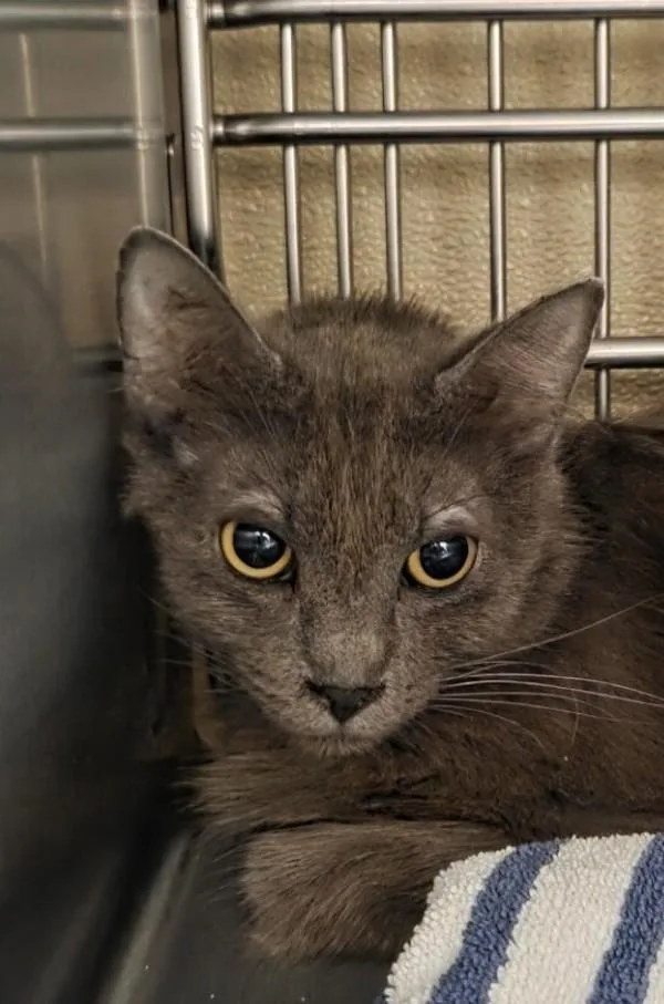 An adult medium-sized female Domestic Medium Hair cat named Nancy Wheeler for adoption in Vancouver, WA