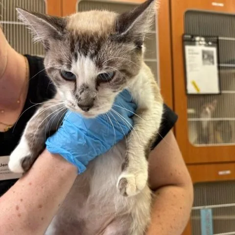 An adult medium-sized male Domestic Short Hair cat named Legolas for adoption in Murray, UT