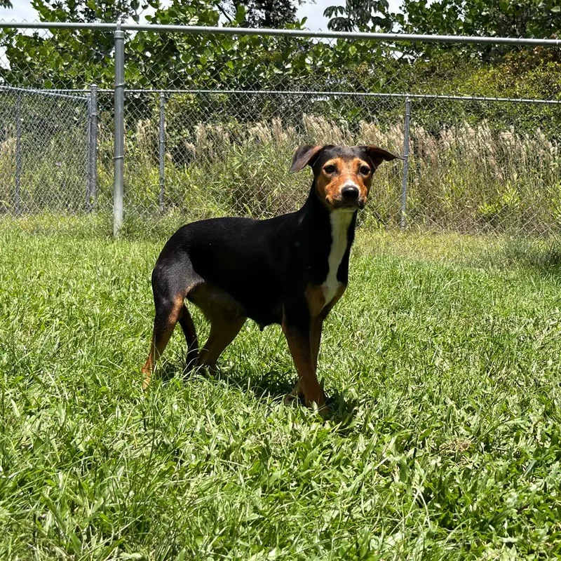 An adult medium-sized female Gray / Blue / Silver Australian Cattle Dog / Blue Heeler dog named Jazzy for adoption in Keaau, HI