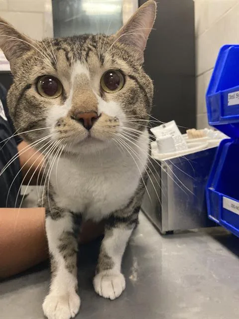 A young small-sized male Domestic Short Hair cat named Kai for adoption in Dallas, TX