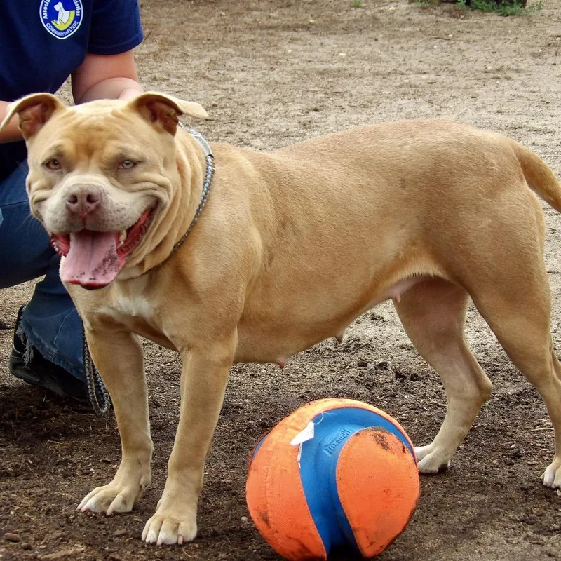 An adult large-sized female Yellow / Tan / Blond / Fawn Mixed Breed dog named Marshmallow for adoption in Newark, NJ