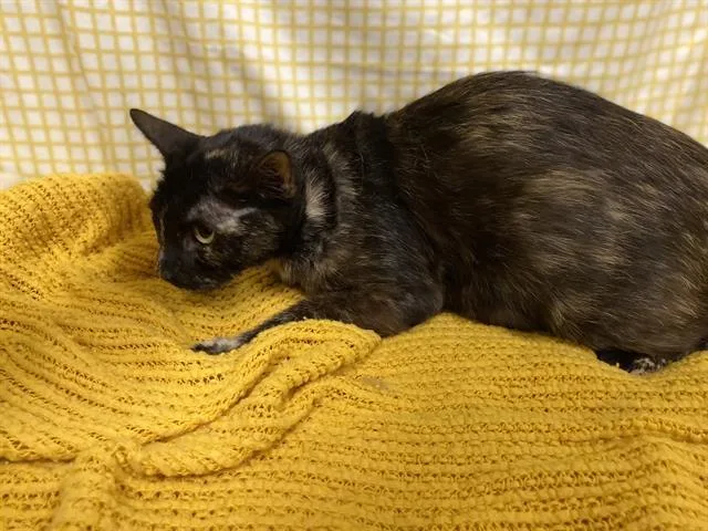 A young medium-sized female Domestic Short Hair cat named A for adoption in Modesto, CA