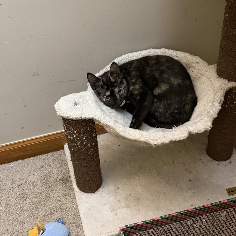A baby small-sized female Tortoiseshell Domestic Short Hair cat named Lucia for adoption in Delaware, OH