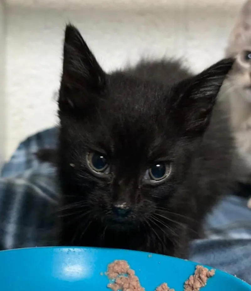 Rigatoni thumbnail 2