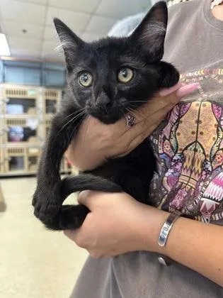 A baby small-sized male Domestic Short Hair cat named Liam $ @ Petco for adoption in Seneca, SC