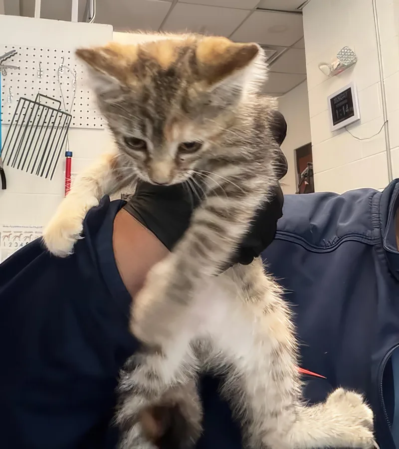 A baby medium-sized female Torbie Domestic Short Hair cat named Suzanne for adoption in Nashville, TN
