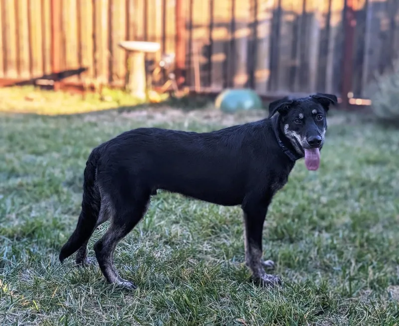 A baby medium-sized male Black Australian Shepherd dog named Rocky for adoption in Lodi, CA