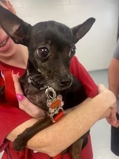 An adult small-sized female Chihuahua dog named Daisy May for adoption in Saint Cloud, FL