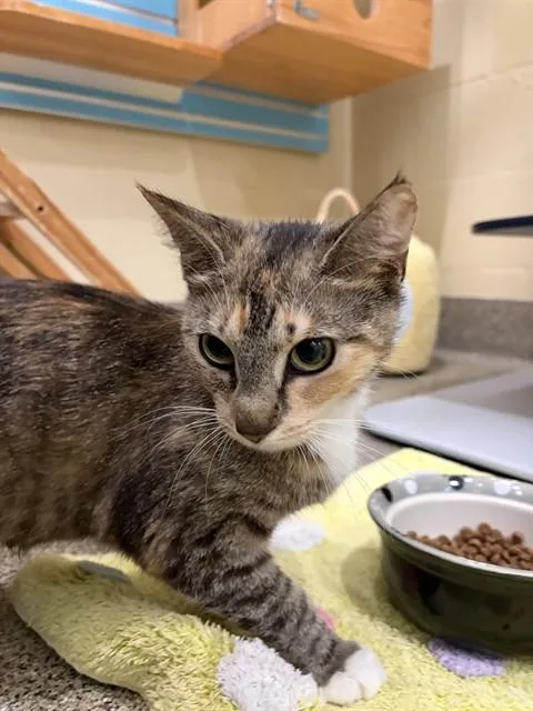 A young medium-sized female Domestic Short Hair cat named Cola for adoption in Fort Myers, FL